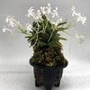 Neofinetia falcata  Kinkujaku 金孔雀 